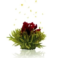 36er Pack ErblühTee Grüner Tee Fruity Flavor -Heimische Küche creano 36er pack erbluhtee gruner tee fruity flavor 3